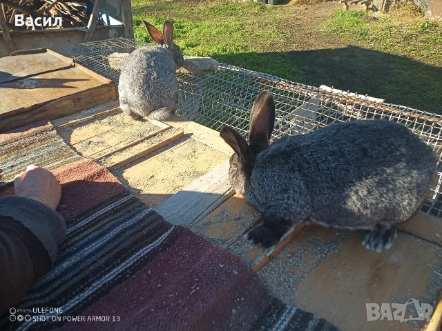Зайци домашни , снимка 5 - Други животни - 51395663