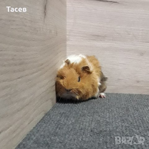 Морски свинчета , снимка 6 - Морски свинчета - 26815718