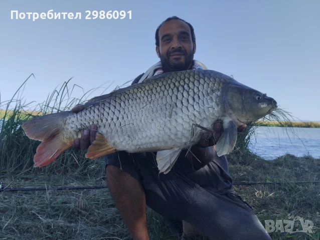 Голям шаран , снимка 1