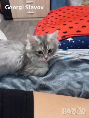 Сибирски котета, снимка 9 - Сибирски - 51027920