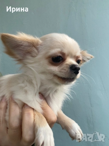 Чихуахуа  дългокосмести, снимка 7 - Чихуахуа - 52664011