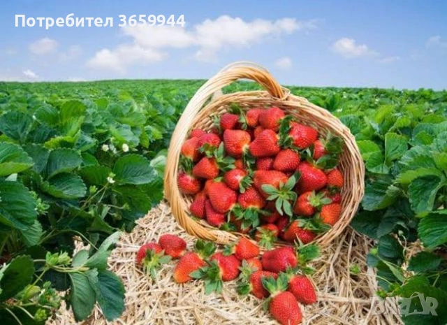 🌱 Свеж и здрав разсад директно от производител, снимка 4 - Градински цветя и растения - 53565095