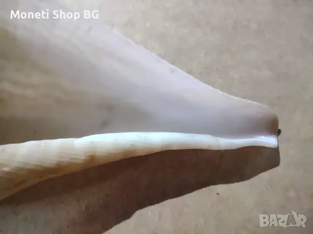 Океански дарове, снимка 2 - Други - 48933549