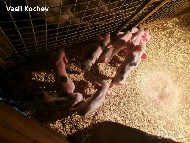 Продавам свинемаика с шест прасенца , снимка 2 - Прасета - 52677250