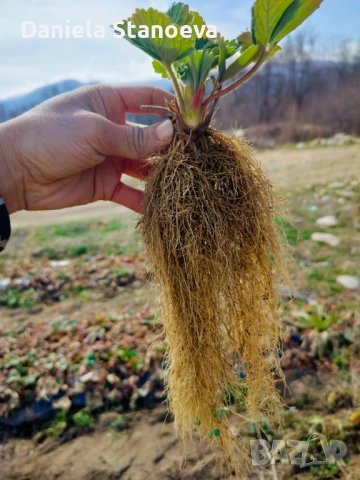 Разсад ягоди  , снимка 8 - Разсади - 53576923