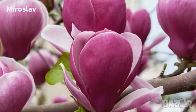 Магнолия Рустика Рубра, снимка 9 - Градински цветя и растения - 50375522