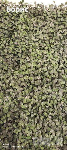 Зелено пано 50x50 см. Чемшир., снимка 3 - Пана - 53053082