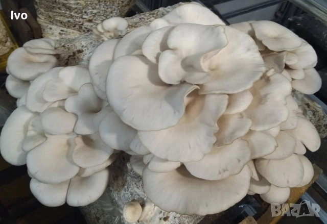 Гъби кладница, чували със заразен субстрат! " Ферма за гъби Койчеви, снимка 3 - Други - 52564723