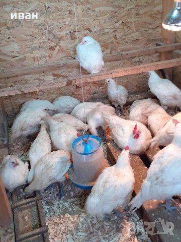 Бяло брезе оплодени яйца, снимка 5 - Кокошки и пуйки - 24076264