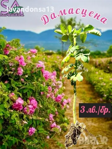 Лавандула Севтополис-разсад,туфички,саксии…, снимка 9 - Градински цветя и растения - 42641155