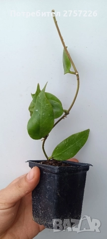 Hoya sunrise , снимка 2 - Стайни растения - 52062341