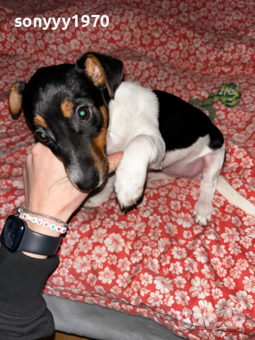 ДЖАК С ВСИЧКИ ВАКСИНИ И ПАСПОРТ 2711250951, снимка 4 - Джак ръсел териер - 52557647