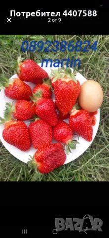 Разсад ягоди и малини , снимка 10 - Разсади - 49438431