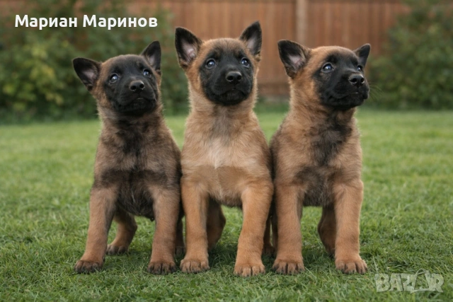 Белгийска овчарка- Малиноа