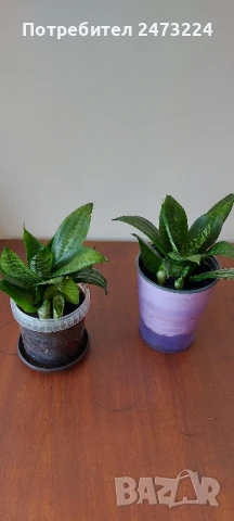 Сансевиери различни и спатифилум 