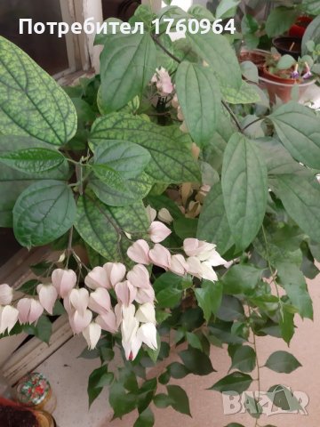 Клеродендрон Томпсън  или дървото на съдбата, снимка 2 - Стайни растения - 36848784