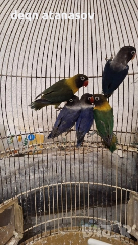  сини маскови неразделки 