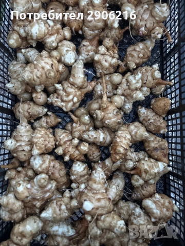 Земна ябълка