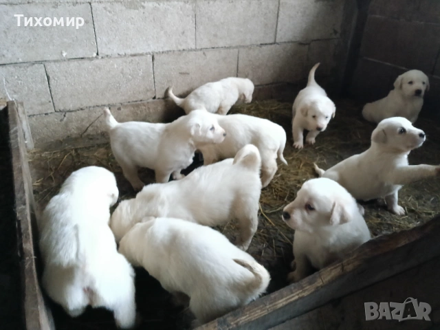 Алабай , снимка 4 - Алабай - 53407632