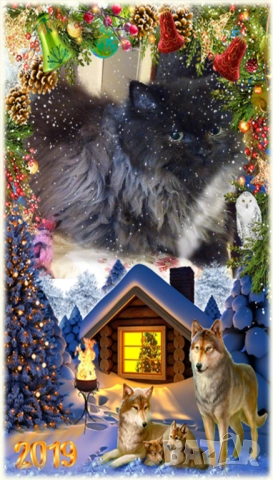 Ваксинирани персийски дългокосместа многоцветни котки с ЕС паспорти,микрочипирани!, снимка 15 - Чинчили - 42172746