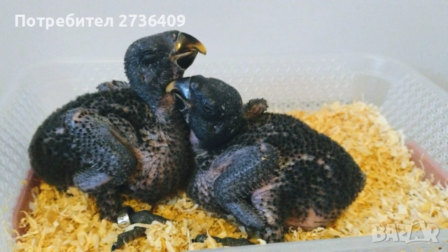 Папагали Еклектус , снимка 6 - Папагали - 52723213