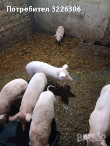 Продавам малки прасета, снимка 3 - Прасета - 52532322