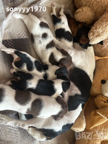 ДЖАК РЪСЕЛ-250ЛВ ЗА КУЧЕНЦЕ 1309251642