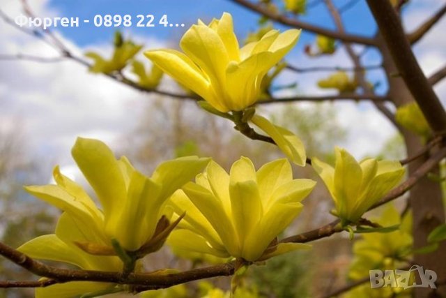 Жълта Магнолия - Златна мечта, снимка 4 - Разсади - 40614371
