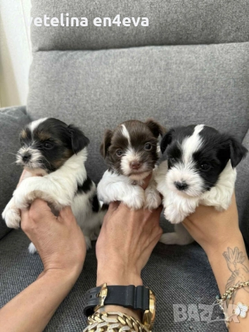 бийвър йорки, снимка 1