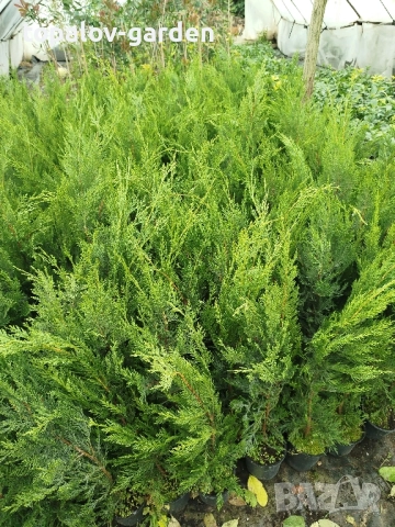 леиланди кипарис, снимка 3 - Градински цветя и растения - 52048151