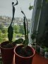 Кактус опунция, снимка 1 - Стайни растения - 29066650