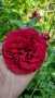 Резници червена сортова роза, снимка 1