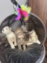 Британски / шотладски котенца , снимка 8