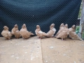 Продавам гълъби на изгодни цени, снимка 2