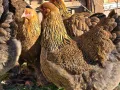 Продавам разплодни яйца от Яребична брама [Partridge Brahma], снимка 7