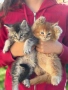 Котенца Мейн Куун, снимка 1