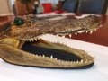 Автентична глава алигатор/крокодил, снимка 7