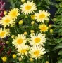 Leucanthemum maximum Banana Cream(Маргарита), снимка 2