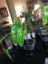 Philodendron Paraiso Verde , снимка 1 - Стайни растения - 44914725