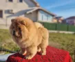 Чау чау, снимка 2