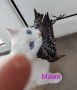 коте, бяло, сини очи, 5 мес., снимка 12