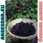 Висококачествени нови семена от хранителна Къпина без бодли Rubus rusticanus 50+ семена антиоксидант, снимка 8