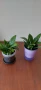 Сансевиери различни и спатифилум , снимка 1