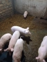 Продавам малки прасета, снимка 3