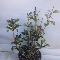 Османтус(Червенолистен)-(osmanthus purpureus), снимка 5 - Градински цветя и растения - 32497248