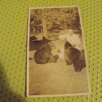 Стара картичка-снимка мечкар, снимка 1 - Други ценни предмети - 34609641