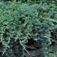 Хвойна Уилтони, Juniperus horizontalis wiltonii, снимка 1 - Градински цветя и растения - 43806527