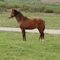 Продавам кобила порода Източнобългарски кон , снимка 1 - Коне - 43043702