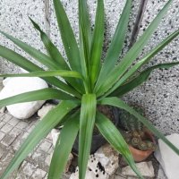 Палма Юка агаве стайна, снимка 1 - Стайни растения - 32852031