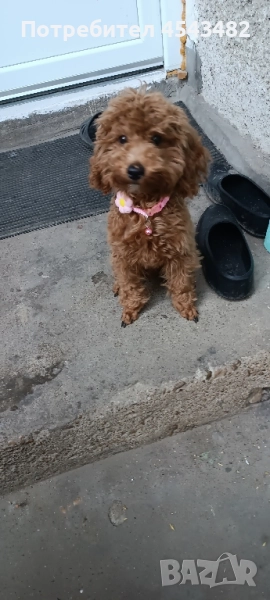 той пудел , снимка 1